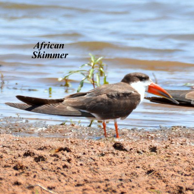 African Skimmer
